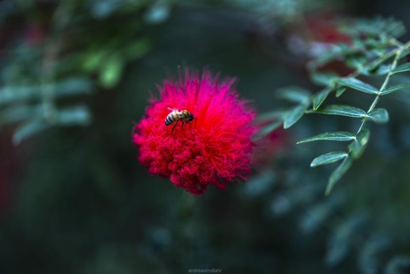 Botanic garden Tenerife - 8