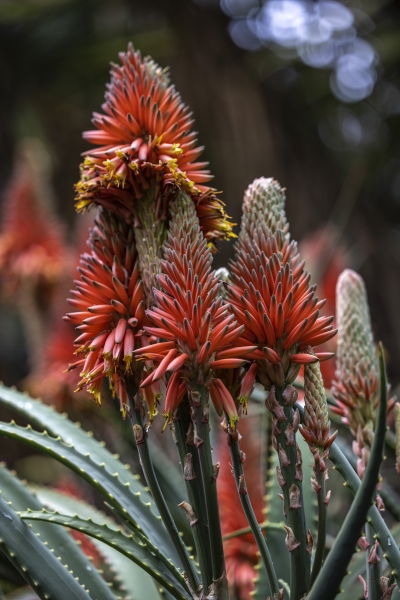 Botanic garden Tenerife - 3