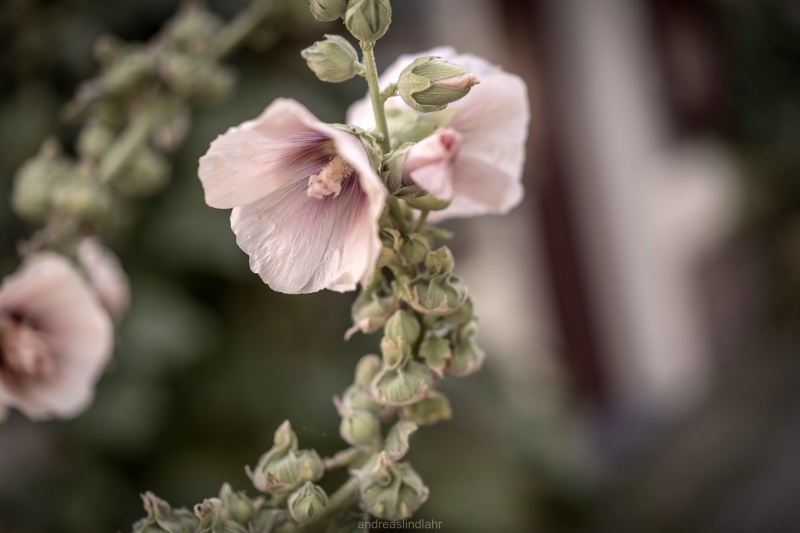 Alcea rosea 1