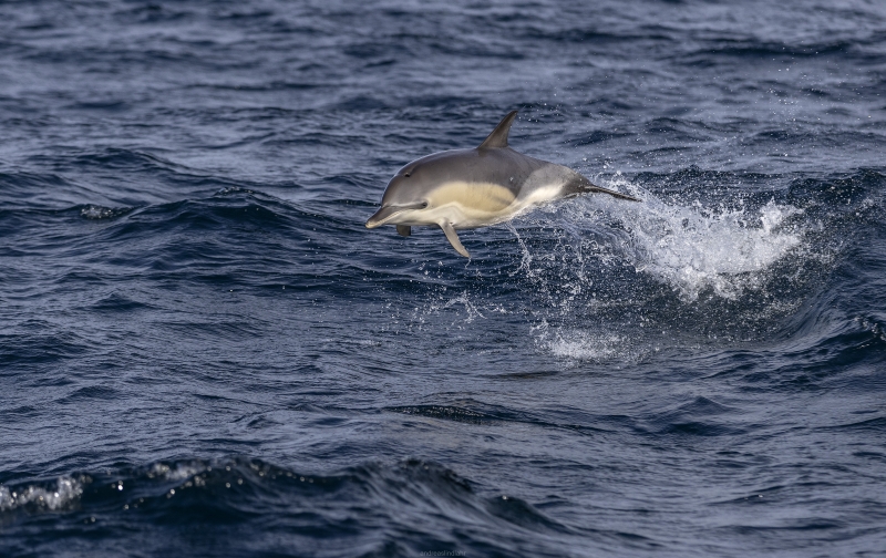 Dolphin jump