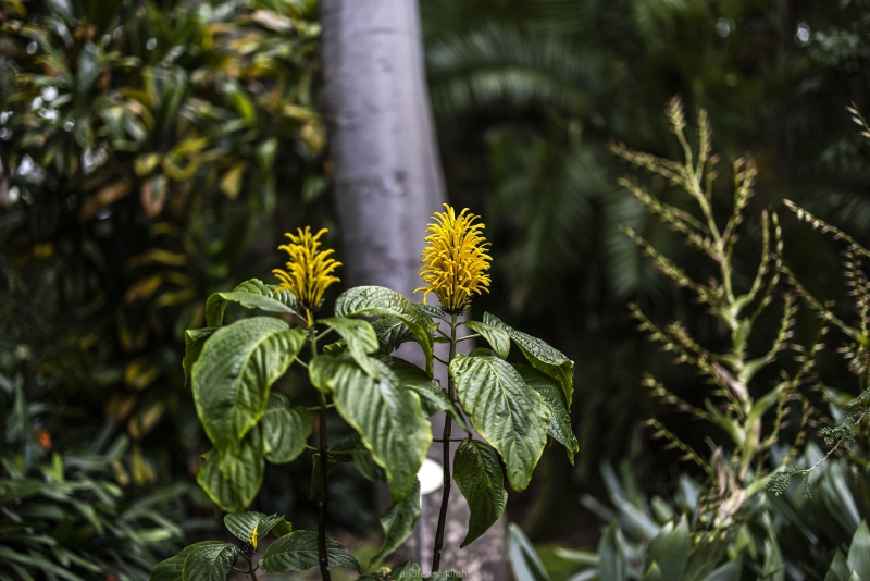 Botanic garden Tenerife - 7