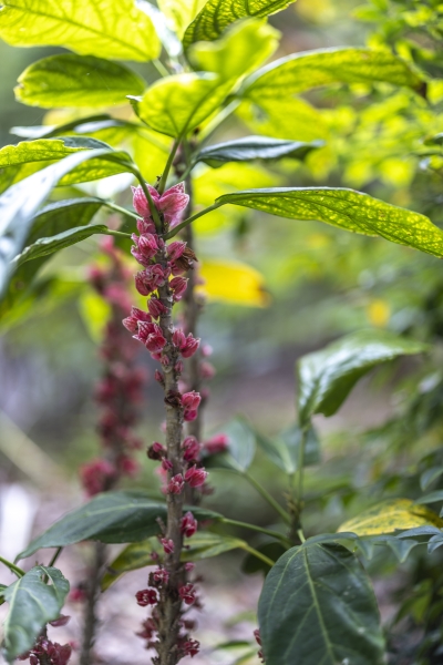 Botanic garden Tenerife - 11