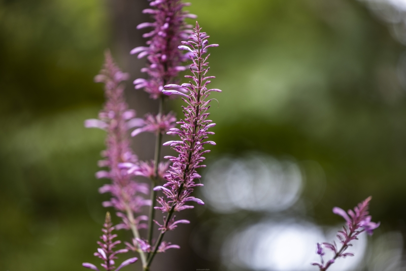 Botanic garden Tenerife - 10