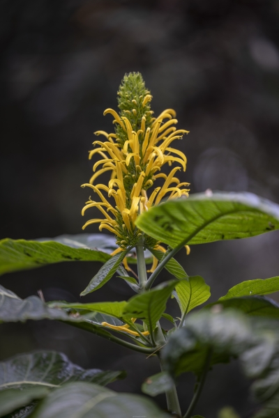 Botanic garden Tenerife - 9