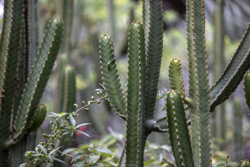 Botanic garden Tenerife - 12