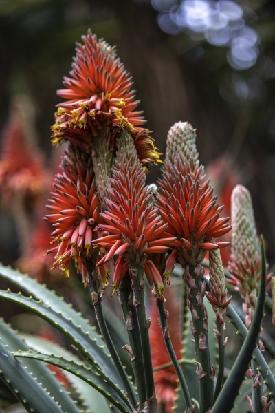 Botanical Garden Tenerife 8