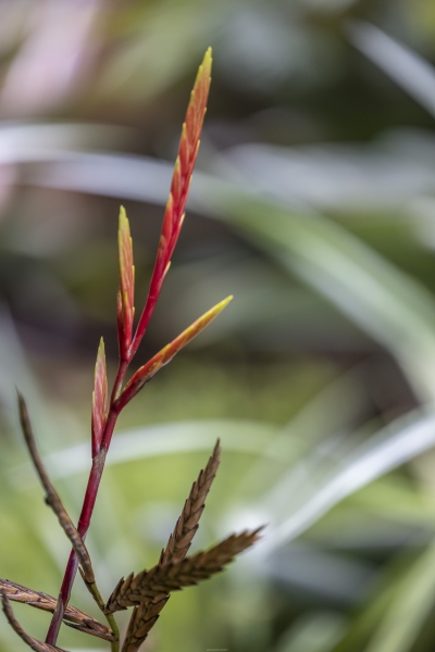 Botanic garden Tenerife - 14