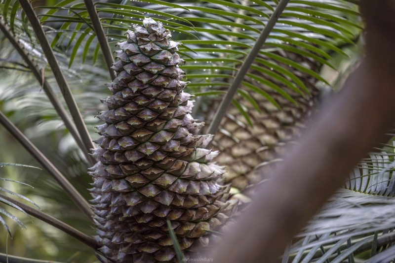 Botanic garden Tenerife - 6