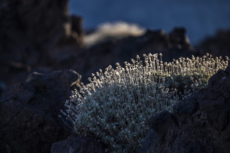 Teide Tenerife -1